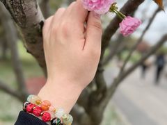 -顾村公园