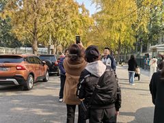 -三里屯东五街银杏大道
