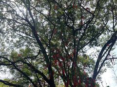 -广州白江湖森林公园