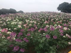-松山湖梦幻百花洲