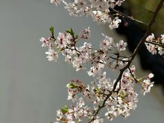 -高东镇樱花园