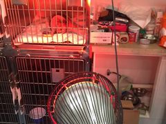 -伟伟宠物医院·CT影像中心·瑞派犬猫综合性门诊(汉口总院)