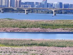 -洋湖国家湿地公园