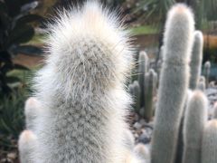 -墨尔本皇家植物园