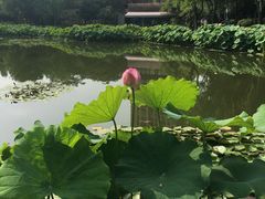 -陈家山荷花公园