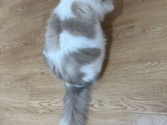 -1013 PET SHOP精品宠物商店(丁香店)