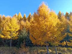 -塞罕坝国家级自然保护区