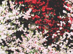 -naraya(Siam Paragon)