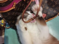 -猫色咖啡·猫咖