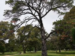 -墨尔本皇家植物园