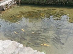 -可心烤鱼