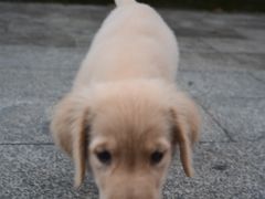 -佳雯宠物医院·皮肤科·内外科(春晓路分院)