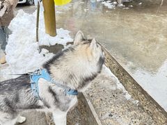 -洛阳白云山景区