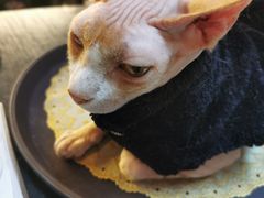 -猫色咖啡·猫咖