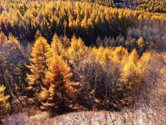 -塞罕坝国家级自然保护区