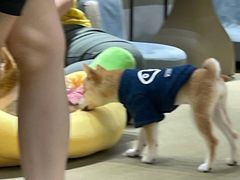 -逗柴咖啡屋·狗咖猫咖宠物桌游