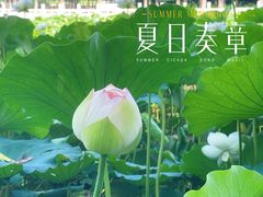 -莲花池公园