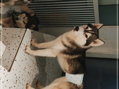 -Husky Go!哈士奇体验馆·宠物咖啡厅狗咖