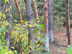 -帽儿山国家森林公园