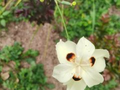 -中国科学院华南植物园