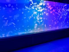 -左海海底世界