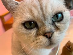 -藏猫猫咖啡主题馆(中央大道店)