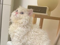 -十年猫舍·猫咪专门店(普陀店)