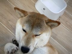 -李小姐の猫咖啡馆(五角场店)
