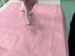 -北京观赏动物医院·24小时大型综合·猫专科·异宠专科
