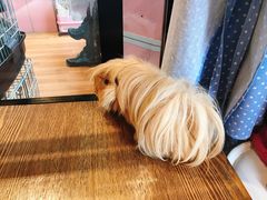 -藦茜花园宠物主题亲子互动体验馆(国顺东路店)