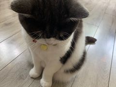 -海边的猫和咖啡馆