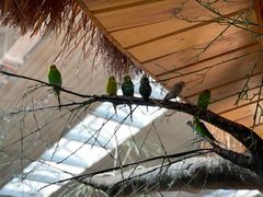 -南宫五洲植物乐园