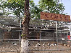 -食家鸽园