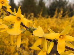 -永定河休闲森林公园