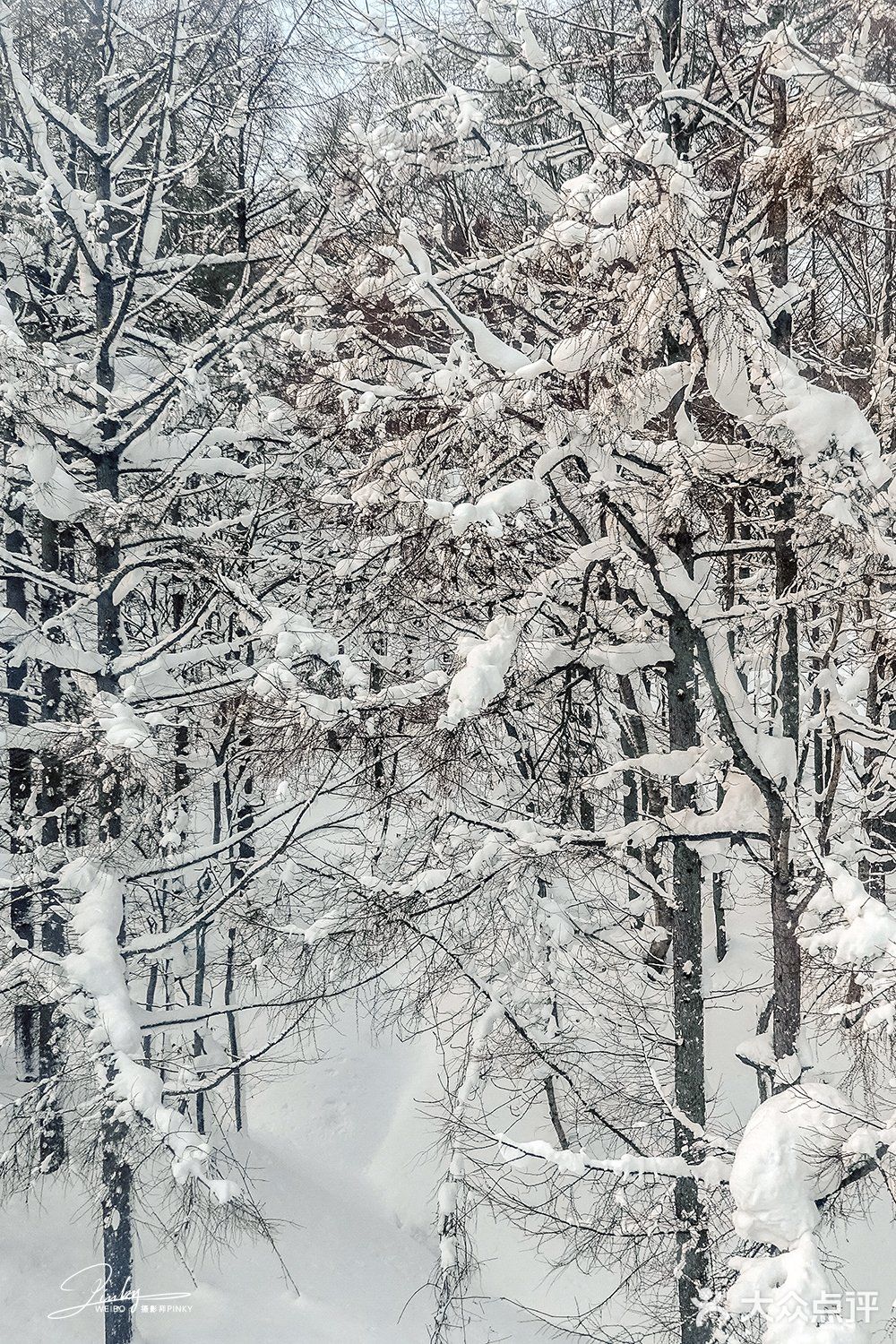 日本青森 | 比北海道更近的青森春天滑雪场