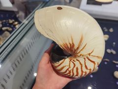 -青岛贝壳博物馆
