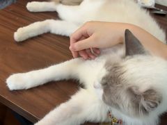 -楼上猫咖(罗湖店)