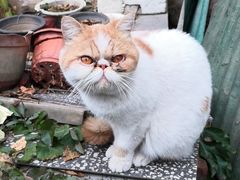 -关爱宠物医院·猫科中心·消化科(滨湖万达分院)