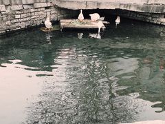 -苓记南京鸭血粉丝.皮肚面(县东巷店)