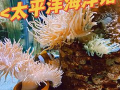 -太平洋海底世界