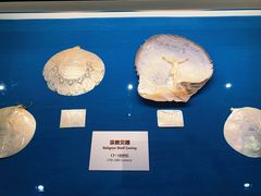 -青岛贝壳博物馆