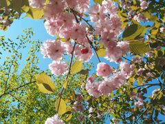 -长白岛森林公园