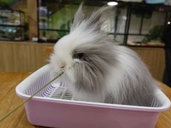 -藦茜花园宠物主题亲子互动体验馆(国顺东路店)