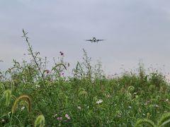 -空港花田景区