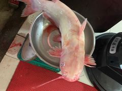 -金海椒罐罐鲢鱼(东方桂苑店)