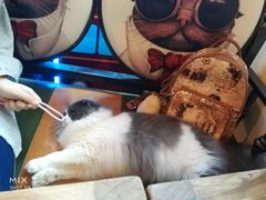 -李小姐の猫咖啡馆(五角场店)