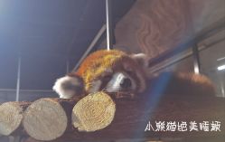 -Zoolung Zoolung动物主题公园(海信广场店)