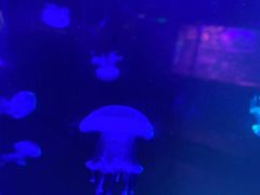 -重庆欢乐海底世界