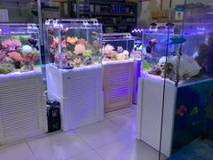 -中环花鸟鱼虫市场
