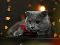 -超宠爱宠物摄影-Super pet